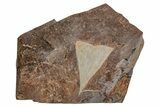 Fossil Ginkgo Leaf From North Dakota - Paleocene #215485-1